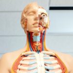 A model of a human head and upper torso shows two layers, one of the skin and the other of bones, blood vessels, and organs beneath the skin.