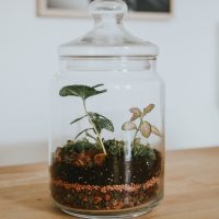 Plants in soil inside a glass jar with a lid on top.